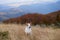 In a breezy mountain meadow, a vigilant Jack Russell Terrier surveys the expanse