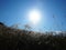 Breezy pampas grass