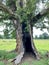 Breite Ancient Oak Tree Reserve Sighisoara