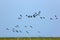 Brent geese in flight over the Hallig Hooge