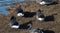 Brent Geese relaxing and preening on the bank of a lake