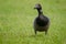 Brent goose