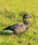 Brent Goose