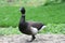 Brent Goose (Branta bernicla bernicla)