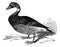 The Brent Goose or Branta Bernicla, vintage engraving