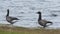 Brent Goose couple