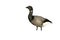 Brent goose, dark-bellied, Branta bernicla