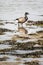 A Brent Goose reflecting on water at low tide