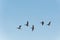 Brent gooses flying in blue sky