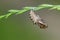 Brenthis daphne butterflies Pupa on the plant