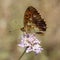 Brenthis daphne, Marbled Fritillary butterfly