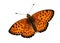 Brenthis hecate , The high quality vector illustration of Twin-spot fritillary butterfly isolated in white