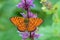 Brenthis hecate , The twin-spot fritillary butterfly , butterflies of Iran