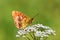 Brenthis ino , The Lesser marbled fritillary butterfly , butterflies of Iran