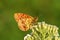 Brenthis ino , The Lesser marbled fritillary butterfly on flower , butterflies of Iran