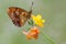 Brentis Daphne butterfly on a  flower