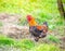 Breown rooster in a green calm garden