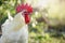 Bress Gallic breed white cock in a green sunny nature background