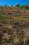 Breton moor on the pink granite coast. Pink and yellow heather field