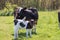 Breton Pie Noire calf and cow