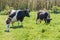 Breton Pie Noire calf and cows