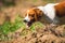 Breton spaniel female puppy in hunting on field