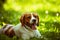 Breton spaniel female puppy lying down in green grass