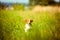 Breton spaniel female puppy running towards camera