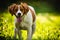 Breton spaniel female puppy standing in green grass