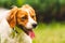 Breton spaniel puppy portrait