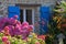 Breton stone cottage with pink Hortensia