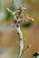 Brevicoryne brassicae, commonly known as the cabbage aphid or cabbage aphis