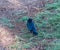 Brewer blackbird at the Lake Balboa Park in Los Angeles, California