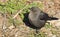 Brewer\'s Blackbird (Euphagus cyanocephalus)