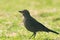 Brewer`s blackbird Euphagus cyanocephalus female, close up portrait of small bird walking on green grass