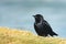 Brewer`s blackbird Euphagus cyanocephalus male, close up portrait of small bird sitting on the beach close to the pond