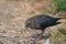 Brewer`s blackbird feeding at seaside