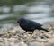 Brewer`s blackbird feeding at seaside
