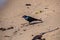 Brewer`s blackbird perching on the beach.