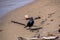 Brewer`s blackbird perching on the beach.