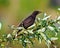 Brewer\\\'s Blackbird Photo and Image. Close-up side view perched on a leaf tree branch with a colourful background in its