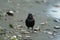 Brewer`s blackbird resting at seaside