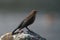 Brewer`s blackbird resting at seaside