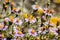 Brewer`s fleabane Erigeron breweri wildflowers