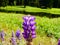 Brewer`s Lupine Wild Flowers in a Meadow