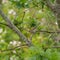 Brewer`s Sparrow resting in bush