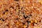 Brews Rooibos close up, a traditional drink in South Africa. Organic tea. Selective focus