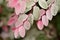 Breynia disticha ornamental bush pink variegated foliage natural floral macro background