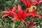 Briaght red asiatic lilies with green background