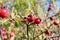 Briar berries growing on branches of a bush